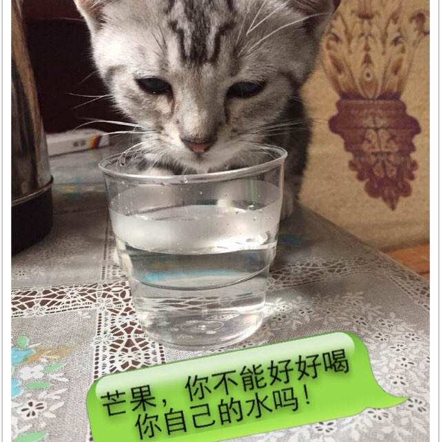 玻利维亚护照假的多少钱